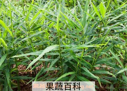 姜如何种 姜的种植方法
