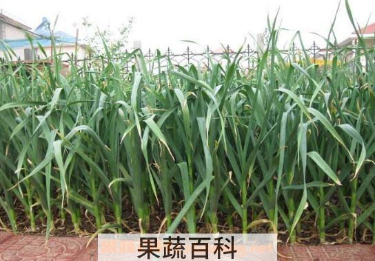 蒜如何种 蒜的种植方法