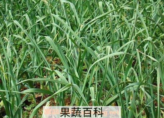 蒜如何种 蒜的种植方法