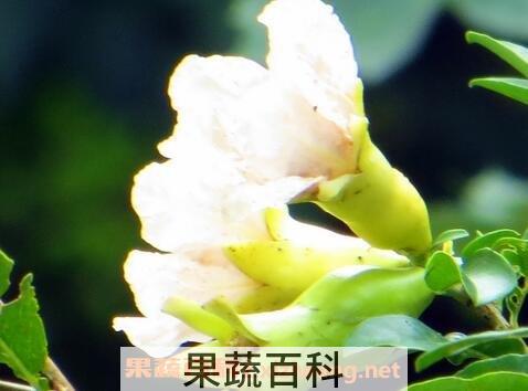 白石榴花的食用价值