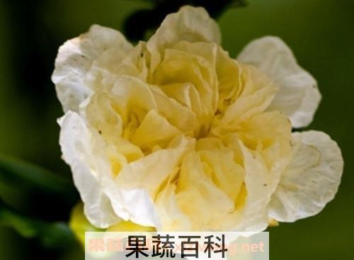 白石榴花
