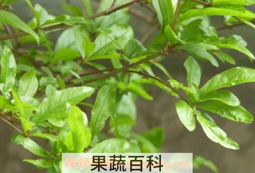 白石榴叶子的功效与作用