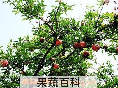 白石榴叶子的功效与作用图片 白石榴叶子的功效与作用及禁忌