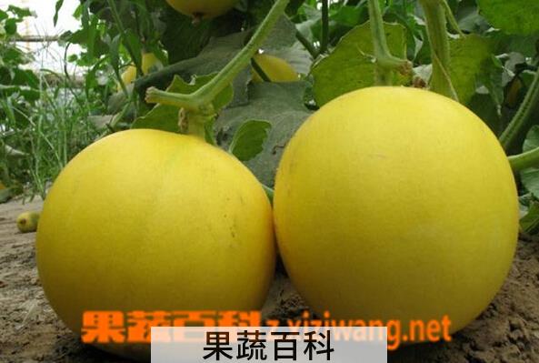 果蔬百科香瓜的挑选方法