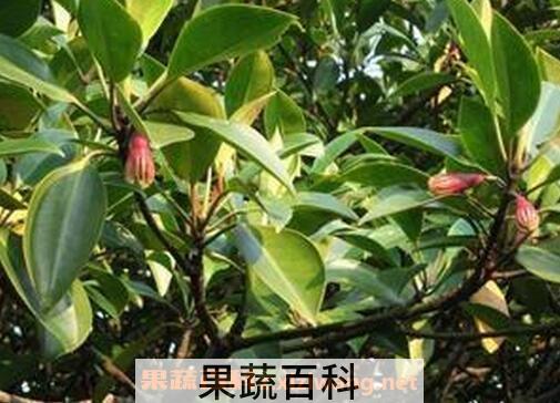 红树果的功效与作用