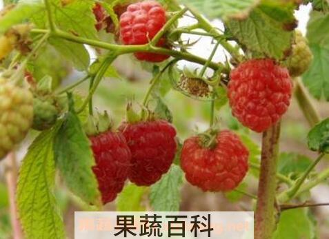 红树果的功效与作用