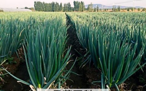 葱如何种植 葱的种植方法图片 葱如何种植 葱的种植方法视频