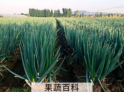葱如何种植 葱的种植方法