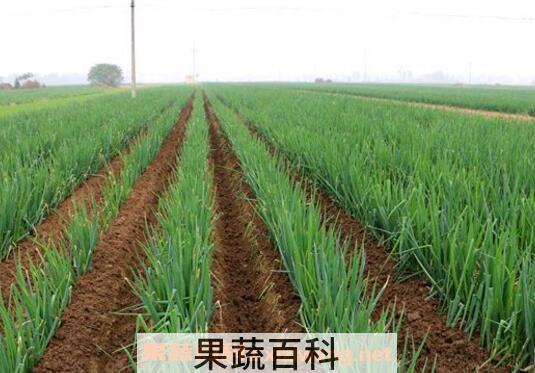 葱如何种植 葱的种植方法