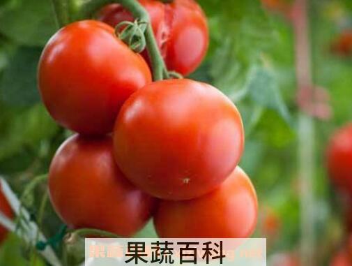 番茄如何种植 番茄的种植时间与方法