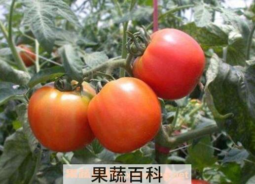 番茄如何种植 番茄的种植时间与方法