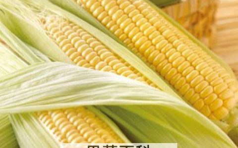 玉米对人体有什么好处? 玉米的功效与作用有哪些好处