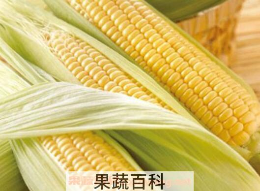 玉米的功效与作用有哪些