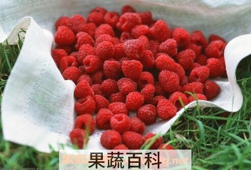 红树梅的功效与作用
