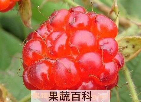 红树果怎么吃 红树果的家常吃法