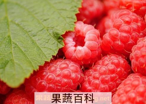 红树梅和覆盆子的区别