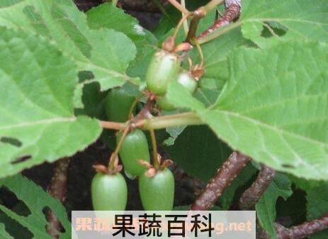 狗枣猕猴桃怎么好吃 狗枣猕猴桃的吃法技巧