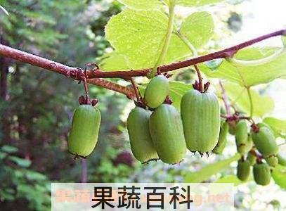 狗枣猕猴桃