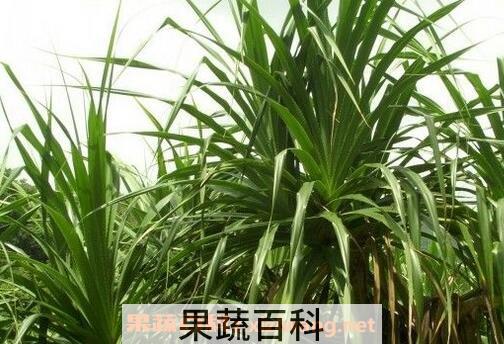 簕古的药用价值与功效