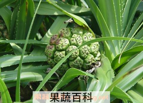簕古的药用价值与功效