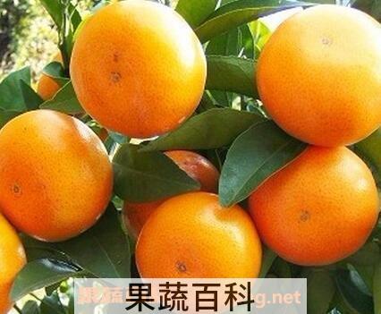 茂谷柑的营养价值