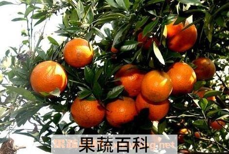茂谷柑的营养价值