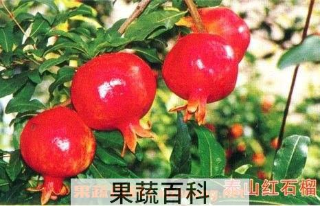 红石榴树