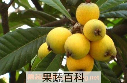 枇杷果
