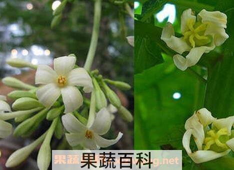 木瓜雄花的药用功效