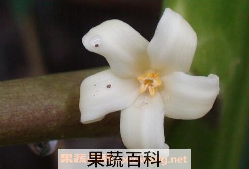 木瓜雄花的药用功效