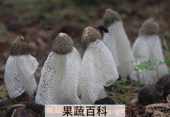 竹荪