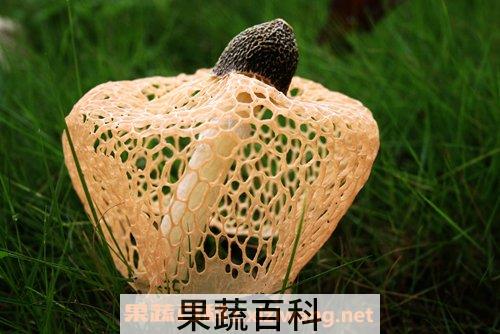 竹荪的功效