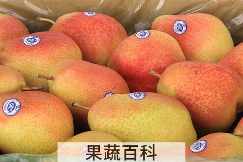 啤梨的功效与作用 啤梨的营养价值