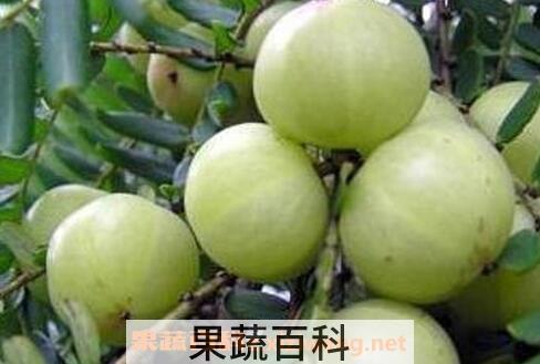 吃牛甘果的禁忌与副作用