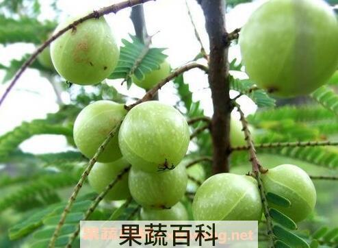 吃牛甘果的禁忌与副作用