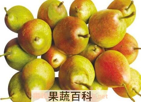 茄梨和啤梨是一样的吗 茄梨和啤梨的区别