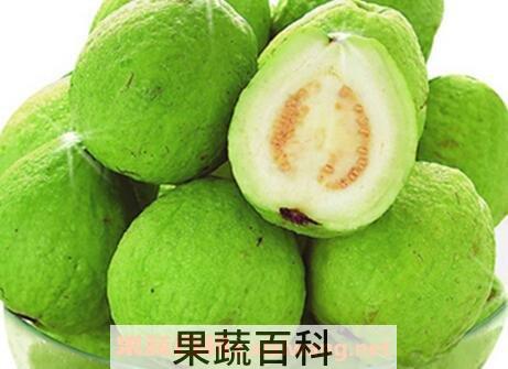 番石榴图片 番石榴的功效与作用