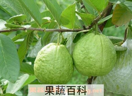 番石榴功效与作用及食用方法 番石榴 百度百科