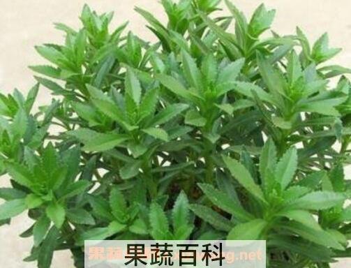 救心菜如何种 救心菜的种植方法