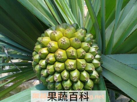 假菠萝的食用禁忌