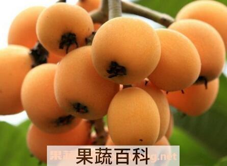 枇杷的营养价值及功效