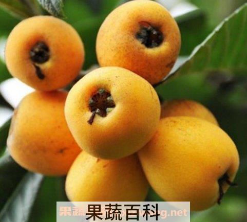 枇杷