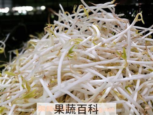绿豆芽