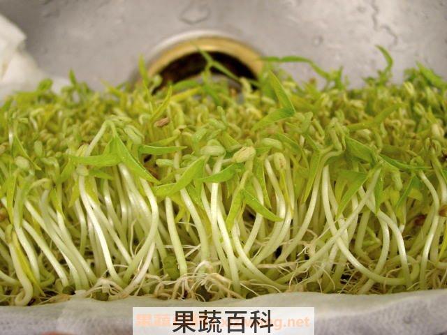 绿豆芽的功效