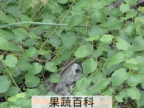 毛葡萄的功效与作用