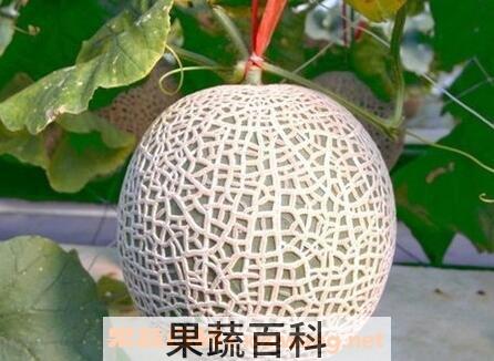 洋香瓜的功效与作用