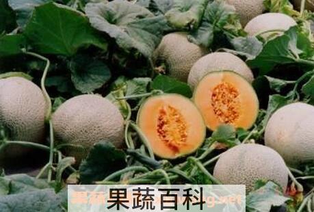 洋香瓜的功效与作用