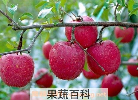 林檎果的功效与作用