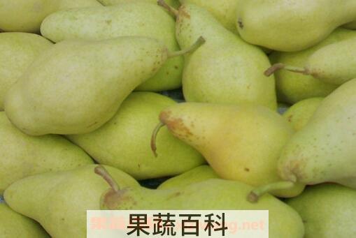 香蕉梨的功效与作用及禁忌
