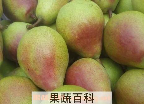 香蕉梨的功效与作用及禁忌